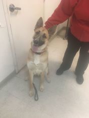 German Shepherd Dog Dogs for adoption in Los Banos, CA, USA