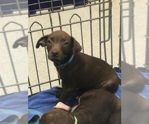 Labrador Retriever-Unknown Mix Dogs for adoption in Conroe, TX, USA