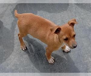 Chihuahua-Unknown Mix Dogs for adoption in San Antonio, TX, USA