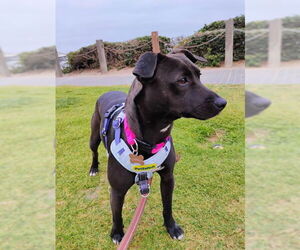 Mutt Dogs for adoption in San Diego, CA, USA