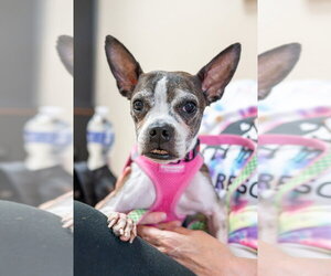 Boston Terrier Dogs for adoption in Mundelein, IL, USA