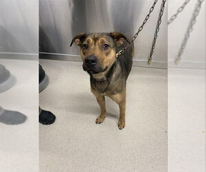 German Shepherd Dog-Unknown Mix Dogs for adoption in Fairbanks, AK, USA