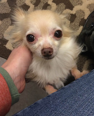 Chihuahua Dogs for adoption in Park Falls, WI, USA
