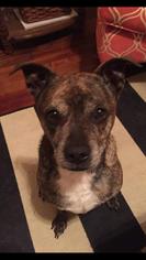Boston Terrier Dogs for adoption in Cincinnati, OH, USA