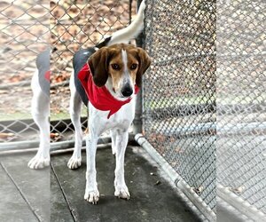 Mutt Dogs for adoption in Hilton Head, SC, USA