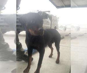 Rottweiler Dogs for adoption in Bakersfield, CA, USA