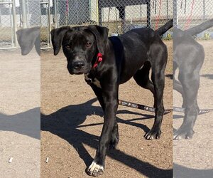 Rottweiler-American Pit Bull Terrier Dogs for adoption in Virginia Beach, VA, USA