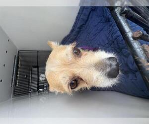 Chihuahua-Unknown Mix Dogs for adoption in Pasadena, CA, USA