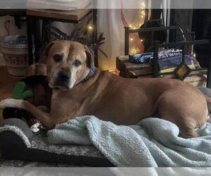 Mastiff-Unknown Mix Dogs for adoption in Derwood, MD, USA