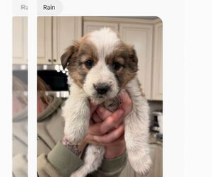 Mutt Dogs for adoption in Holly Springs, NC, USA