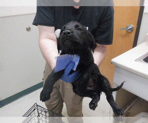 Labrador Retriever-Texas Heeler Mix Dogs for adoption in Oroville, CA, USA