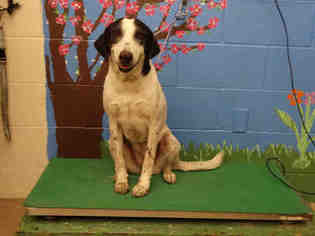 Border Collie-Pointer Mix Dogs for adoption in Waco, TX, USA