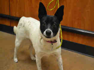 Rat Terrier Dogs for adoption in Aurora, CO, USA