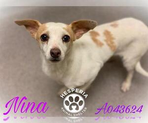 Chiweenie Dogs for adoption in HESPERIA, CA, USA