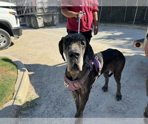 Great Dane-Unknown Mix Dogs for adoption in Rowlett, TX, USA
