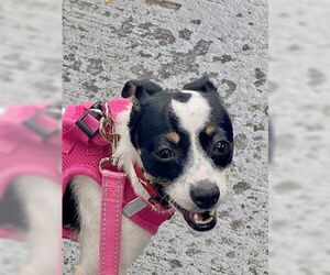 Rat Terrier-Unknown Mix Dogs for adoption in Tampa, FL, USA