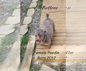 Poodle (Miniature) Dogs for adoption in Huddleston, VA, USA