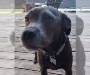 Labrador Retriever-Unknown Mix Dogs for adoption in Boston, MA, USA