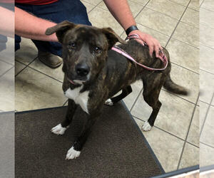 Mountain Cur-Unknown Mix Dogs for adoption in Canon City, CO, USA