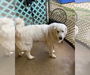 Great Pyrenees Dogs for adoption in Shreveport, LA, USA