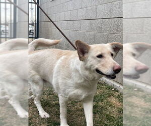 German Shepherd Dog-Unknown Mix Dogs for adoption in Ogden, UT, USA