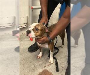 American Staffordshire Terrier-Unknown Mix Dogs for adoption in Fort Lauderdale, FL, USA