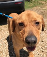 Golden Retriever Dogs for adoption in Jackson, MS, USA