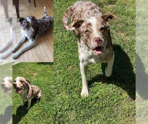 Catahoula Leopard Dog Dogs for adoption in New Castle, DE, USA