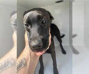 American Pit Bull Terrier-Unknown Mix Dogs for adoption in Houston, TX, USA