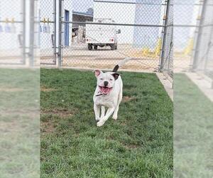 American Pit Bull Terrier-Unknown Mix Dogs for adoption in Bakersfield, CA, USA