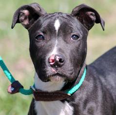 American Staffordshire Terrier-Unknown Mix Dogs for adoption in Cookeville, TN, USA