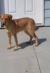 Golden Retriever Dogs for adoption in Knoxville, IA, USA