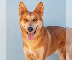 Carolina Dog-German Shepherd Dog Mix Dogs for adoption in Pasadena, CA, USA