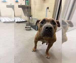 Mutt Dogs for adoption in Sanford, FL, USA