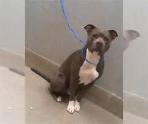 American Pit Bull Terrier-Unknown Mix Dogs for adoption in Las Vegas, NV, USA