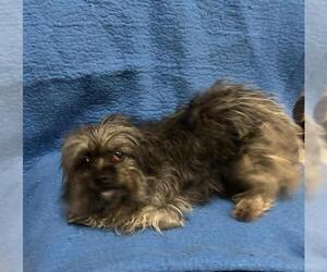 Cairn Terrier-Unknown Mix Dogs for adoption in HESPERIA, CA, USA