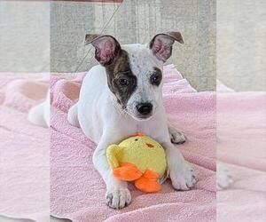 Mutt Dogs for adoption in Plano, TX, USA
