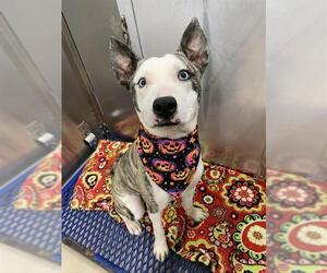 American Pit Bull Terrier-Siberian Husky Mix Dogs for adoption in Fairbanks, AK, USA