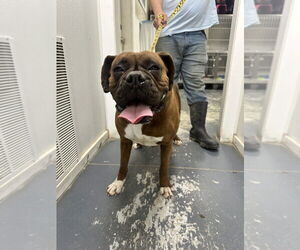Boxer-Unknown Mix Dogs for adoption in Linton, IN, USA