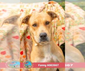 Labrador Retriever-Unknown Mix Dogs for adoption in Mobile, AL, USA