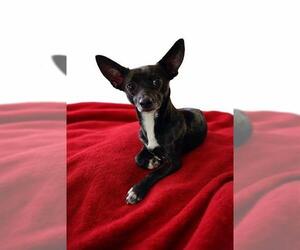 Chihuahua-Unknown Mix Dogs for adoption in San Antonio, TX, USA