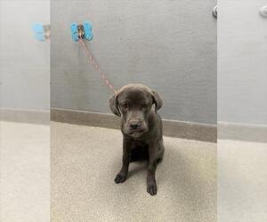 Mutt Dogs for adoption in Las Vegas, NV, USA