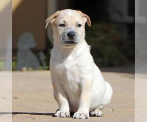 Mutt Dogs for adoption in San Diego, CA, USA