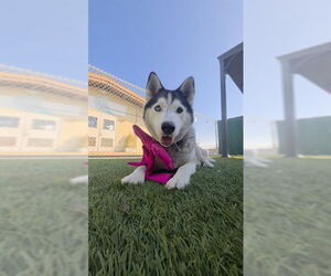 Medium Photo #1 Siberian Husky Puppy For Sale in Downey, CA, USA