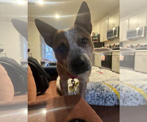 Mutt Dogs for adoption in Garden City, NY, USA