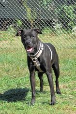 Boxador Dogs for adoption in Batavia, OH, USA