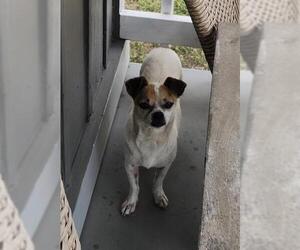 Mutt Dogs for adoption in San Antonio, TX, USA