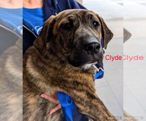 American Pit Bull Terrier-Labrador Retriever Mix Dogs for adoption in White Bluff, TN, USA