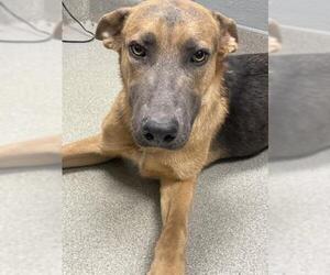 German Shepherd Dog-Unknown Mix Dogs for adoption in Las Vegas, NV, USA