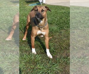 Mutt Dogs for adoption in Kingsland, GA, USA